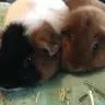Sas