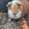 JakeJasperGingernut