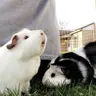 Raybaybay