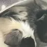 Piggies4Everr