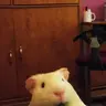 Piggydreams