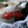 cutelittlepiggies2