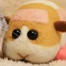 cavycrew