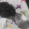 fogandvalentino
