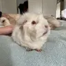 Lucysguineapiggles