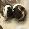 Guineapig mum