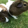 Ava for guinea pigs