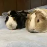 The2Piggies