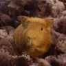 thefurrypotato