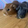 Myguineapiggy