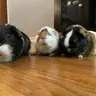 guineapigdad84