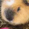 Piggiesadventureonytinstagram