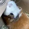 guineapiglover006