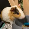 Guineapigs33