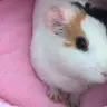 LuluThePiggy