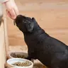 poop