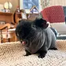 Pemberleypiggies