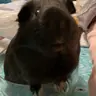 IInverce