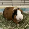 Arnietheguineapig