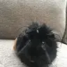 UKguineapigmum