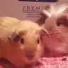 PerfectPiggies