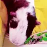 ponyointhetardis
