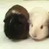 5 piggies
