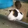 squeak12712