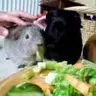 piggiewigs