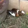 Guineapiggy