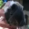 TinyDancer
