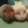 GuineaPigxxx