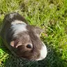Guineapiglady27