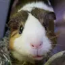 pigservant