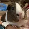 Coco-piggy