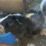 The Guinea pig channel