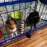 NJguineapigs