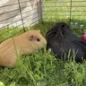 CocoandGingerPiggies