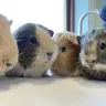 4pigsies