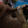 Guinea Boops