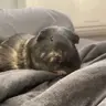 Midnight the Guinea Pig