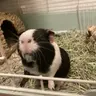 PinkytheGuineaPig47