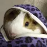 Patunia the guinea pig