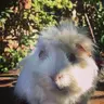 Bobtheguineapig