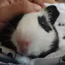 TheGuineaPigOverload