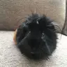 guineapigmother