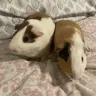 Max&CoopThePiggies