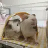 Lazy Piggy