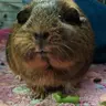 guineapig_macaroni