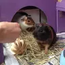 PiggyintheMiddle